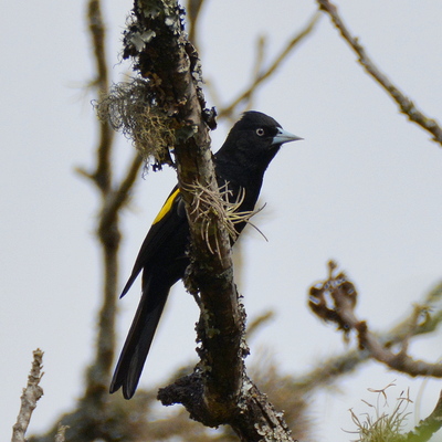 Golden-winged Cacique (2)